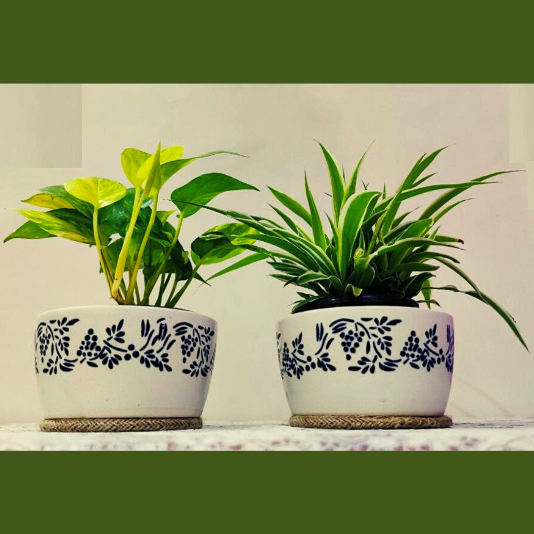 Homefrills Stylish small combo Matte Finish White table top Ceramic planters Pot for Indoor & Outdoor Home, Garden, Office Decor, Balcony Planters Pot Gamla Size- 11*6 cm Colour- White (set of 2)